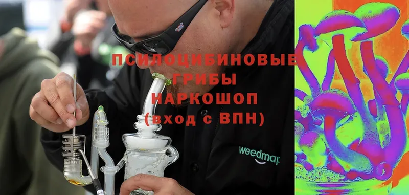 Галлюциногенные грибы Psilocybine cubensis  Венёв 